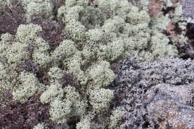 Bir kayanın üzerindeki ren geyiği yosununun yakın görüntüsü. Çevre dostu tasarım veya arkaplan şablonu için ayrıntılı doğal doku.