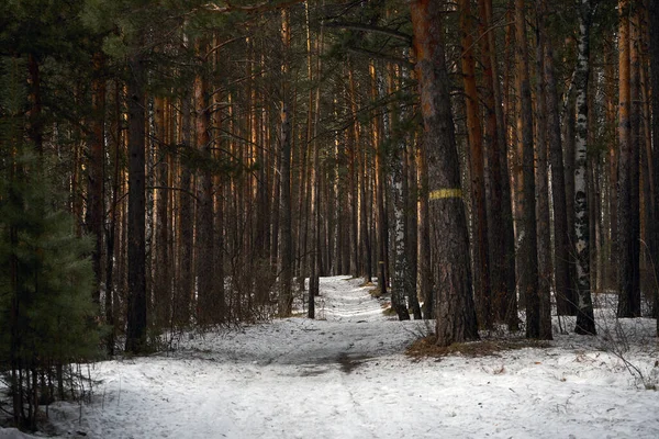 Karla kaplı bir kış ormanının içinden geçen yol. Açık hava keşfi ve keşif için doğa manzarası. Mevsimsel soğuk hava konsepti.