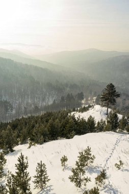 Çam ormanlarıyla kaplı karlı tepeleri olan Sibirya Taiga kışı manzarası. Doğa arkaplanı için ufukta sisli bir dağ sırası görünüyor..