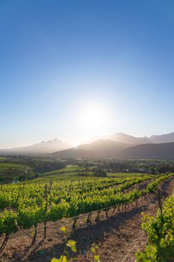 Üzüm bağı, yeşil asma bitkileriyle dolu. Gün batımında şarap endüstrisi manzarası. Üzüm hasadı için tarım çiftliği.