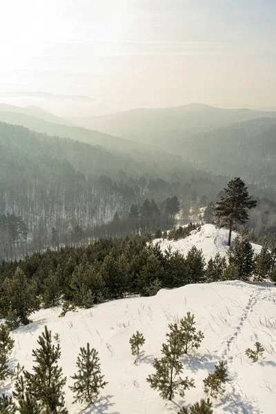 Çam ormanlarıyla kaplı karlı tepeleri olan Sibirya Taiga kışı manzarası. Doğa arkaplanı için ufukta sisli bir dağ sırası görünüyor..