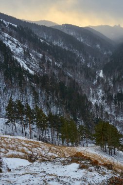 Yeşil ağaçlarla kaplı tepe ve kısmen karla kaplı kuru çimenler. Yolculuk için soğuk havada doğa manzarası ya da mevsimlik fon.