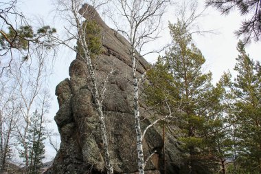 Çam ve huş ağaçlarıyla uzun kaya oluşumu. Doğa, seyahat ve çevre için dağlık bir manzara. Stolby Krasnoyarsk, Malyy Berkut rock.