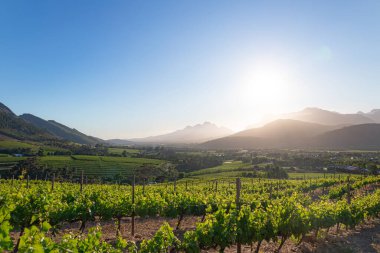 Gün batımında arka planda dağlar olan yeşil üzüm bağları. Doğa, seyahat, tarım ve şarap endüstrisi için manzara.