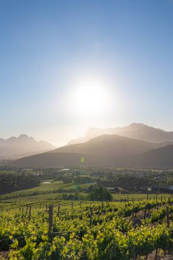 Parlak güneşin altında dağları olan üzüm bağı manzarası. Hasat için Stellenbosch şarap tarlası. Güney Afrika şaraplarının altın saat manzarası.