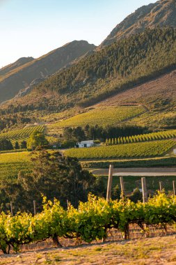 Üzüm bağları ve altın güneş ışığıyla yıkanmış dağlar. Cape Wineland 'ın üzümlü manzarası. Seyahat broşürü için kırsal manzara.