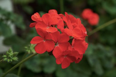 Kırmızı pelargonyum engizisyonları güzel bir çiçek kümesi açıyor. Canlı sardunya bahçecilik ve bahar konsepti için çiçek açar..