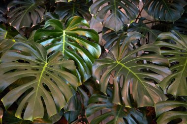Lush green monstera leaves filling the frame. Tropical botanical pattern for nature decor and background design. Exotic plant foliage.