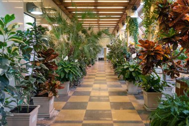 Çeşitli tropik bitkilerle ve kareli zeminli kapalı sera yolu. Bitki sergisi ve eğitim için botanik bahçesi portakalı.