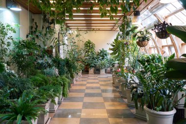 Botanik bahçesi konsepti için kareli zemin boyunca sıralanmış çeşitli yeşil bitkilerle dolu kapalı bir sera..