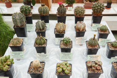 Botanik ve bahçıvanlık çalışmaları için kimlik etiketleriyle saksılarda sergilenen küçük kaktüs ve sulu bitkilerin çeşitliliği.