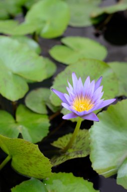 Gölette nilüfer çiçeği