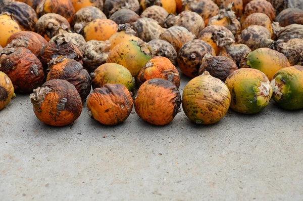 Betel nut — Stock Photo, Image