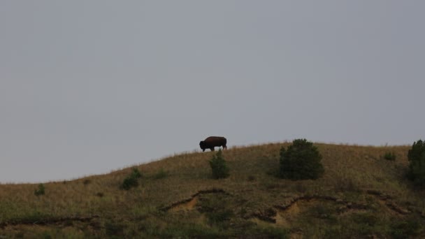 Lonely bison on summit — Stock Video
