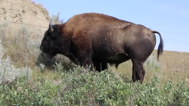 Bison - vilda djur i Nd — Stockvideo