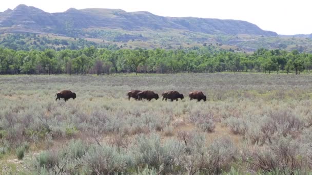 Bison, Kuzey Dakota yatay — Stok video