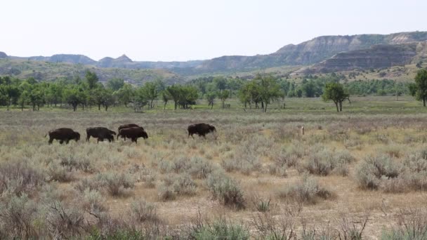 Wisent auf der Prärie — Stockvideo