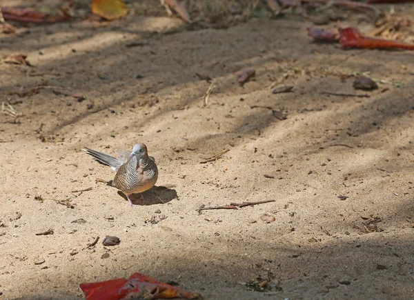 斑马鸽子 （禁止的地面鸽子) — 图库照片