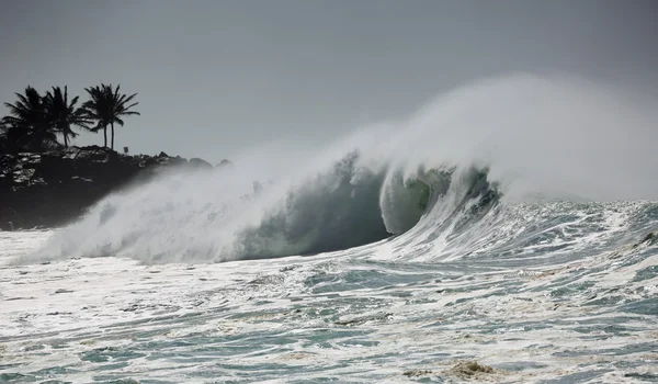 Palmeras y olas — Foto de Stock