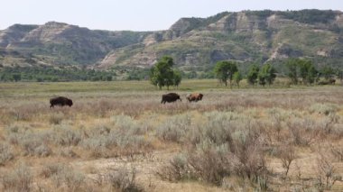 Roosevelt Np bizon
