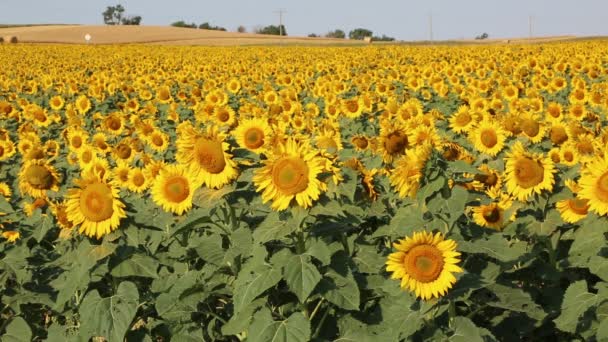 Sunflowers field - North Dakota — Stock Video