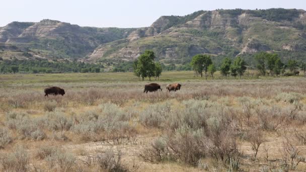 Bisons in roosevelt np — Stockvideo