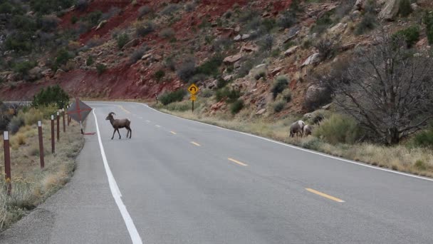 Ovejas Bighorn en carretera — Vídeo de stock