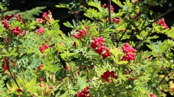 Rowan (Sorbus) - Washington — Stockvideo
