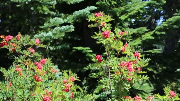 Rowan bush - Washington — Stok video
