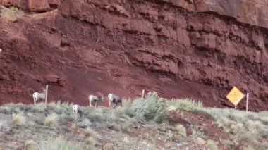 Bighorn koyun ve kırmızı kayalıklarla
