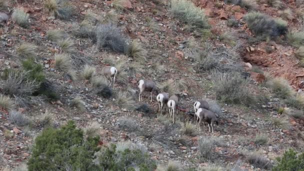 Herd of Bighorn sheep — Stock Video