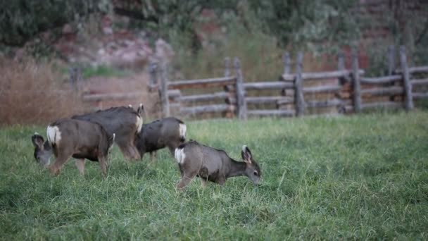 Rehe auf der Weide — Stockvideo