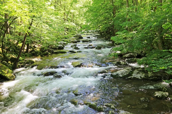 Güvercin River - Tennessee