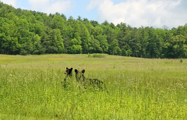 Mama bear with cub in grass