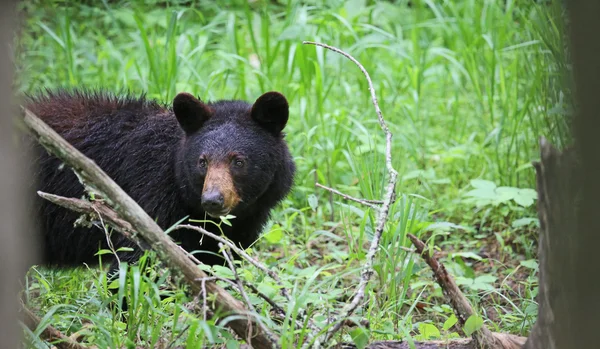 Наблюдая за медведем между деревьями — стоковое фото