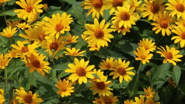 Yellow bush daisy flowers — Stock Video