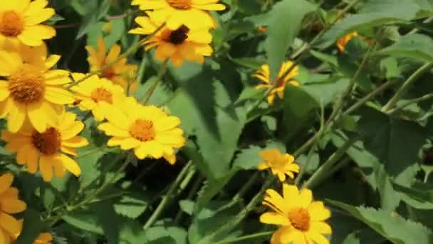 Gul bush daisy blommor — Stockvideo