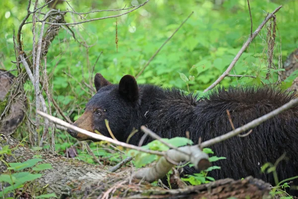 Urso negro selvagem na floresta — Fotografia de Stock