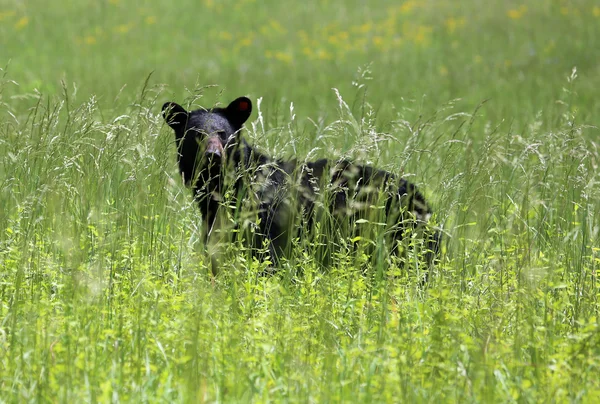 Black bear silhouette in grass — Stock Photo, Image