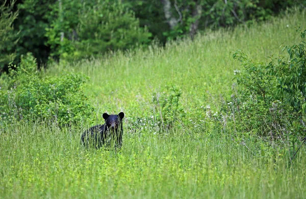 Ours noir sur la colline — Photo