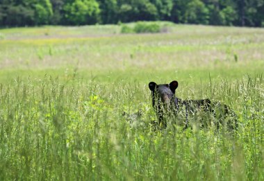 Otların arasında ayı