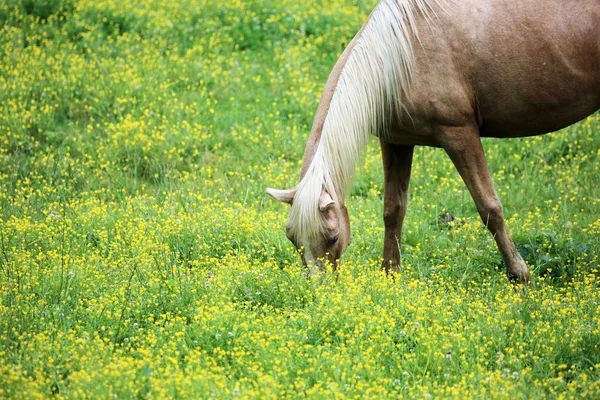 Dzikie kwiaty i koń — Zdjęcie stockowe