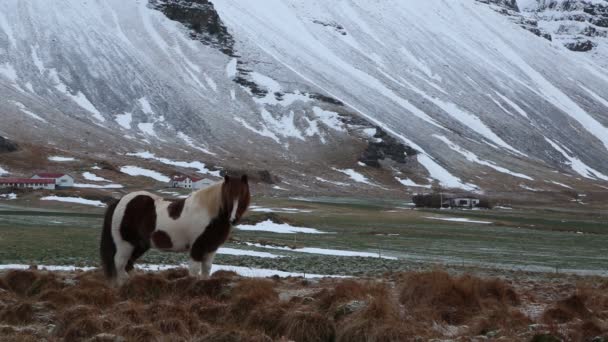 Caballo islandés - Islandia — Vídeos de Stock