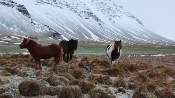 Paisaje y caballos islandeses — Vídeo de stock