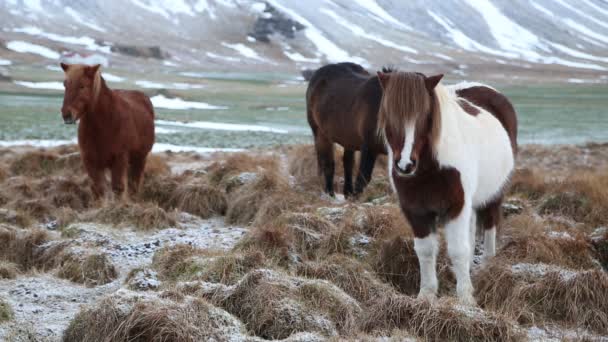 Cavallo islandese - Islanda — Video Stock