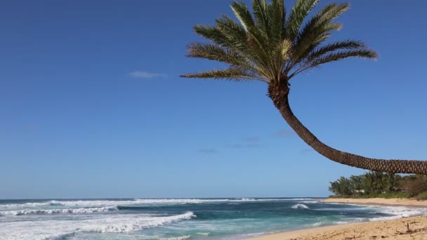 Sunset Beach com palmeira — Vídeo de Stock