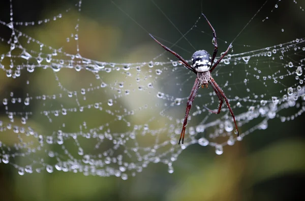 Argiope Aurantia - Black and white spider — Stock Photo, Image