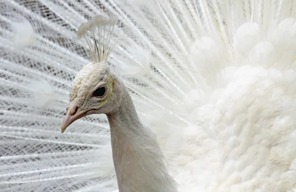 Cabeza de pavo real blanco —  Fotos de Stock