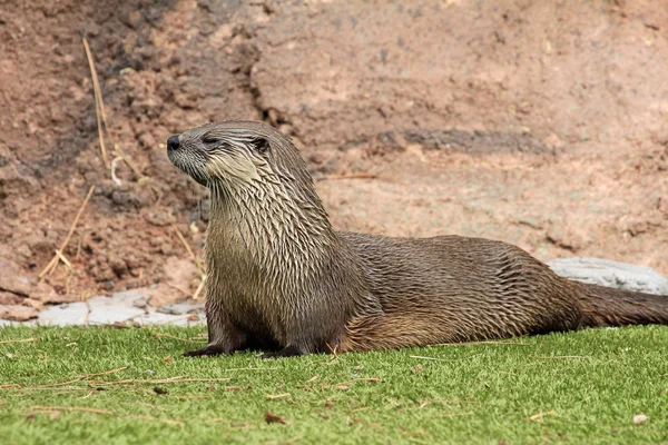 Otter handpåläggning gräset — Stockfoto