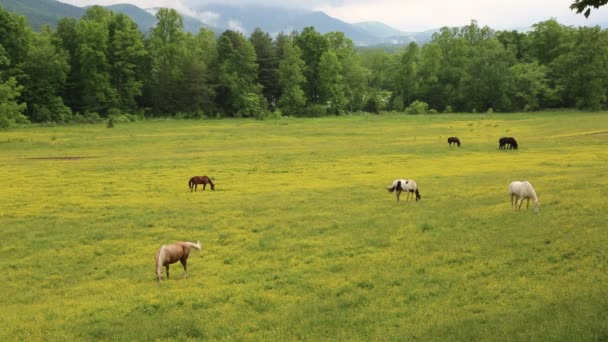 Betesmark i Great Smoky Mountains — Stockvideo